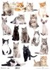 koty*cats*Katzen*gatos
